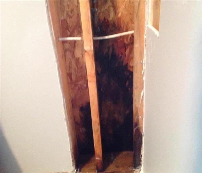 Mold in insulation in wall.