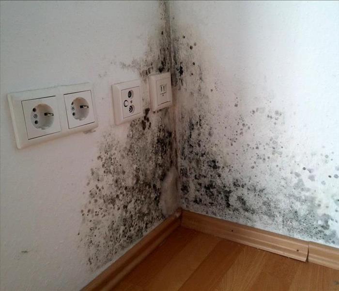 Mold growth in the corner of a wall